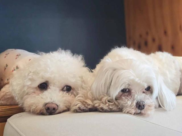 다른 개 친구들에게도 먼저 인사를 건네는 제인. 동물권행동 카라 제공