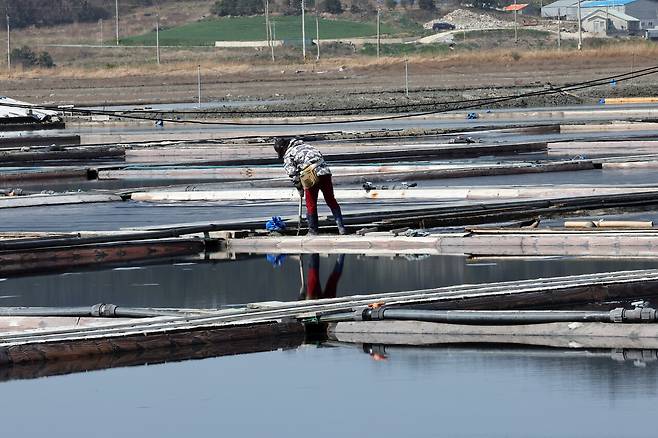 4월7일 전남 신안군 증도 태평염전에서 작업자가 염전을 정리하고 있다. ⓒ연합뉴스