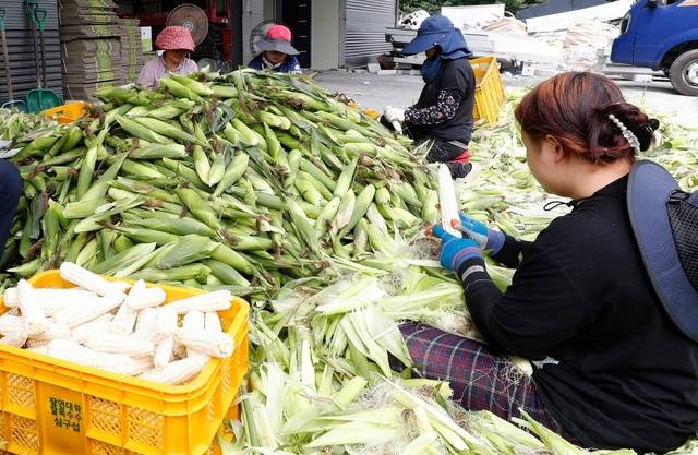 ▲ 농가에서 수확한 대학찰옥수수를 다듬고 있다. /괴산군 제공