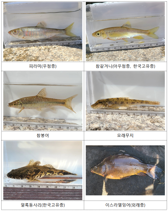 청계천 공동학술조사에서 확인된 주요 어종. 국립중앙과학관 제공
