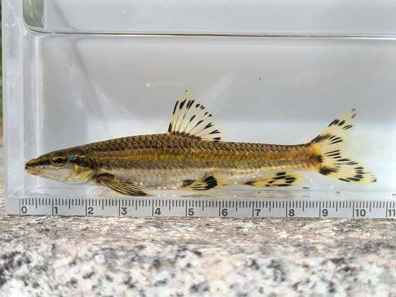 복원 20주년인 올해 청계천에서 발견된 ‘쉬리’. 사진 국립중앙과학관