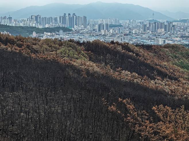 산불로 검게 변한 함지산 (대구=연합뉴스) 윤관식 기자 = 22일 대구 북구 함지산이 산불로 훼손된 채 남겨져 있다. 2025.5.22 psik@yna.co.kr