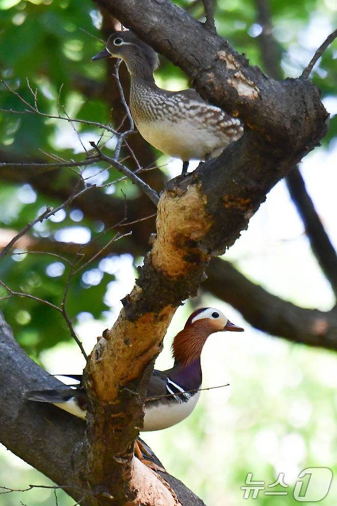 27일 경주 황성공원의 나무에 천연기념물 327호인 원앙 1쌍이 나무에 앉아 주변을 살피고 있다. 2025.5.27/뉴스1 ⓒ News1 최창호 기자