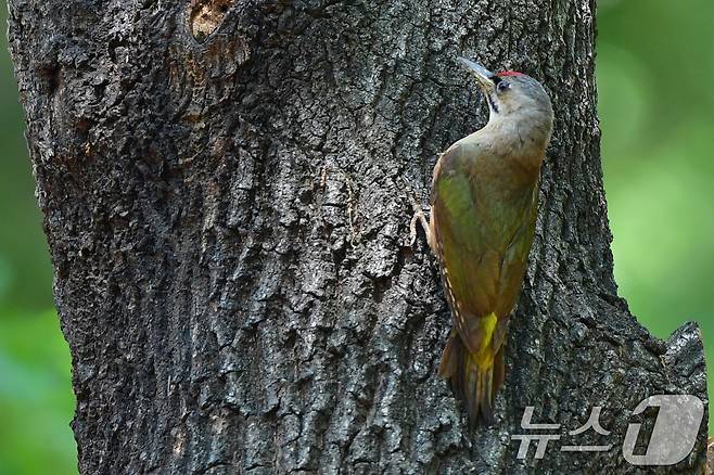 27일 경주 황성공원 숲에서 청딱따구리 한마리가 나무에 앉아있다. 2025.5.27/뉴스1 ⓒ News1 최창호 기자