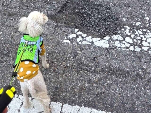 '서울 반려견 순찰대'가 올해 상반기 신규 선발을 통해 총 1449개 팀으로 확대 운영된다. /서울시