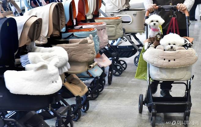 반려견이 강아지 유모차에 타고 있는 모습./사진=머니S 제공. /사진=임한별(머니S)