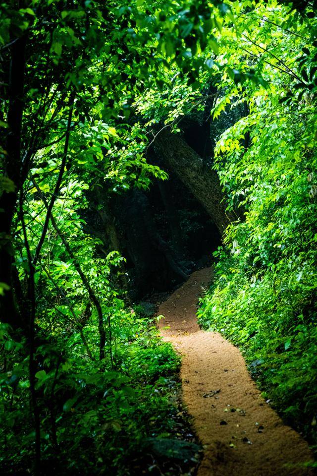 전남 고흥군 쑥섬 원시림의 수종 경계지점에 육박나무가 보인다.