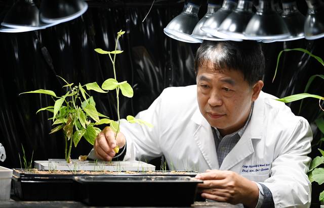 김도순 세계잡초학회장이 14일 서울 관악구 서울대 농업생명과학대학 연구실에서 자신이 연구하는 잡초를 들여다보며 “잡초는 인간에게 필요한 다른 식물들과 조화롭게 균형을 이뤄야 하는 풀”이라고 강조하고 있다. 윤성호 기자