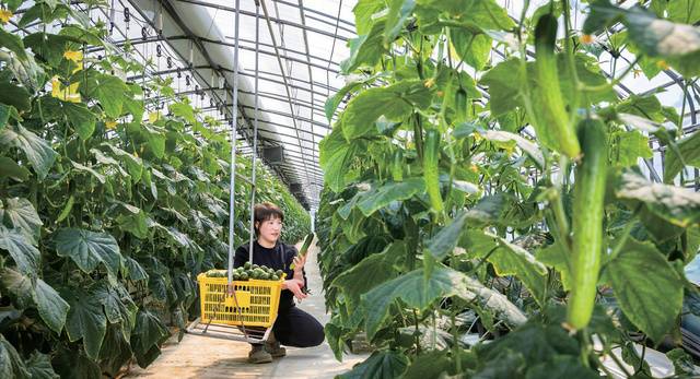 박씨는 시설 오이 연중 생산으로 충분한 수익을 낼 수 있다고 판단했다.