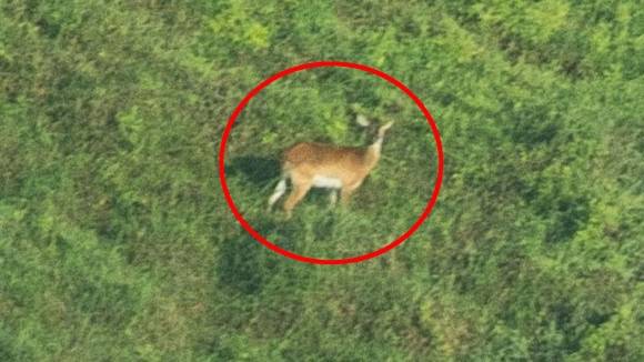 콩고민주공화국 남부 카말론도 분지에서 희귀 아프리카 영양인 우펨바 리추에가 세계 최초로 사진에 찍혔다. 출처=아프리카 생태학저널