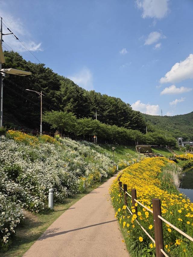버스정류소에서 내리면 바로 등장하는 진밭골 산림공원은 샤스타데이지와 금계국 등 희고 노란 꽃들이 찾는 이들을 반기고 있다. 권예인 인턴