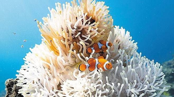 모건 베넷-스미스