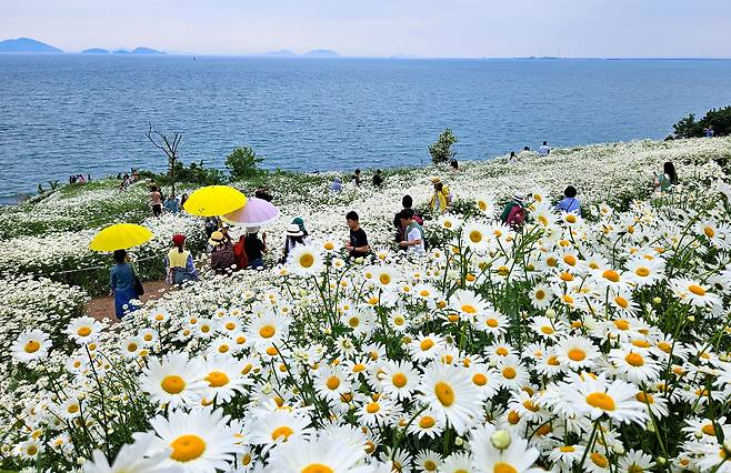 24일 전북 부안군 변산면의 한 야산에 샤스타데이지꽃이 활짝 피어 서해바다와 함께 장관을 이루고 있다./김영근 기자