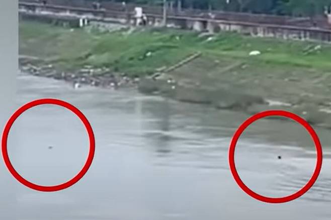 마이가 소녀를 구하기 위해 강물을 헤엄쳐 가는 모습. /유튜브