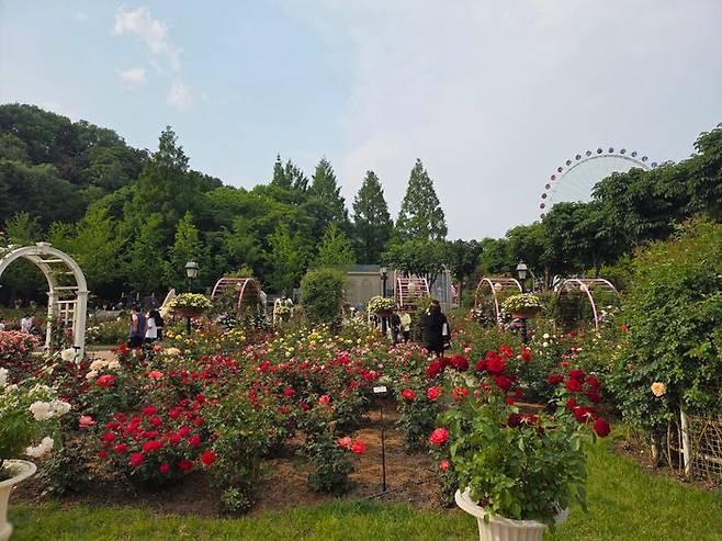 28일 경기 용인 에버랜드 로즈가든에 다양한 품종의 장미가 피어있는 모습. ⓒ임채현 기자