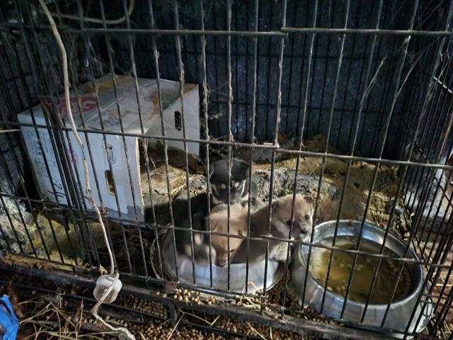 충남 청양군이 운영하는 보호소에서 개들이 뜬장(분변 처리를 용이하게 하기 위해 지면에서 떠 있는 철창)의 오물 속에 방치되어 있는 모습. 비글구조네트워크 제공
