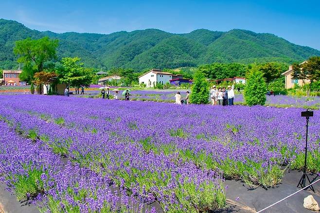 고성 라벤더 축제 / 사진 = 켄싱턴리조트