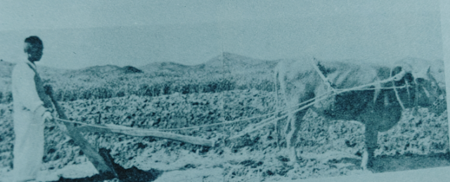 김삼만은 유럽을 견학하던 중 첨단 농기계를 이용하는 농촌의 현장을 봤다. 당시 한국의 농촌은 소와 인력에 의존하고 있는 상황이었다. /대동30년사/