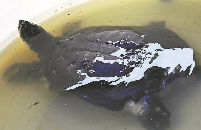 멸종 위기에 처한 양쯔강대왕자라. 사진 차이나데일리 캡처