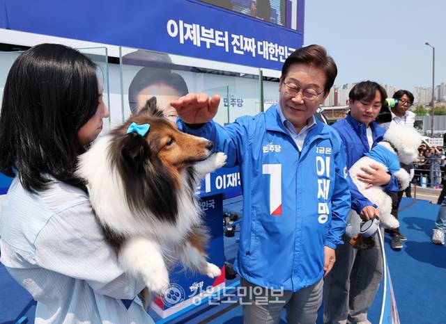 ▲ 이재명 더불어민주당 대선후보가 30일 강원도 춘천역광장에서 열린 유세에서 반려견 뭉치를 만져주고 있다. 방도겸 기자(공동취재)