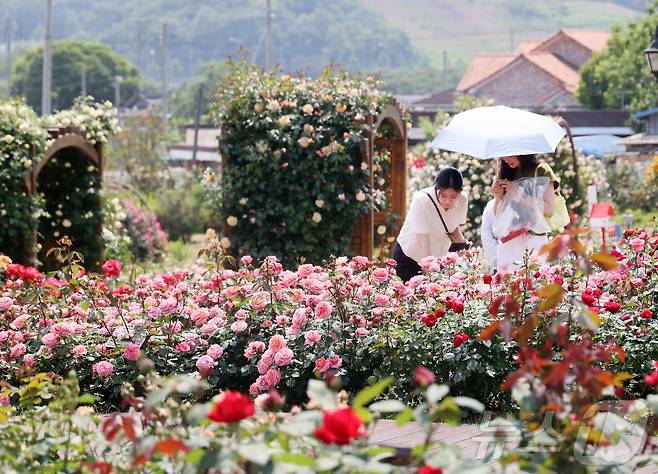29일 전북 임실군 치즈테마파크에 장마꽃이 활짝 펴 많은 관광객들이 찾고 있다.(임실군제공. 재판매 및 DB금지)2025.5.29/뉴스1 ⓒ News1 김동규 기자