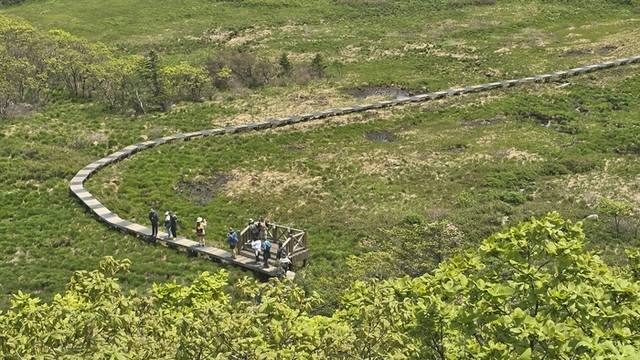 ▲ 30일 인제 대암산 용늪은 뚝사초, 삿갓사초의 삿갓기둥이 변함 없이 습지를 채우고 있다. 인제군 제공