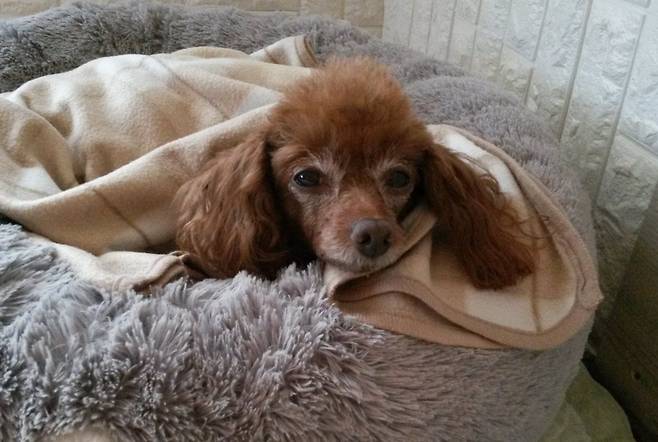 부천시에 거주하는 보호자 박성현 씨의 반려견 '은비'(박성현 씨 제공) ⓒ 뉴스1