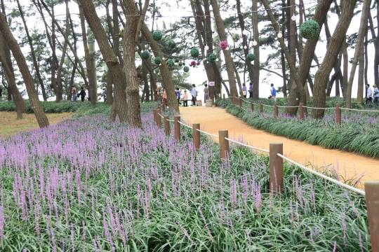 충남 서천군 장항읍 송림산림욕장 주변에 조성된 맥문동 군락지. 충남도 제공.