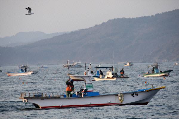동해안 최북단인 강원 고성군 저도어장의 조업장면. 고성군 제공