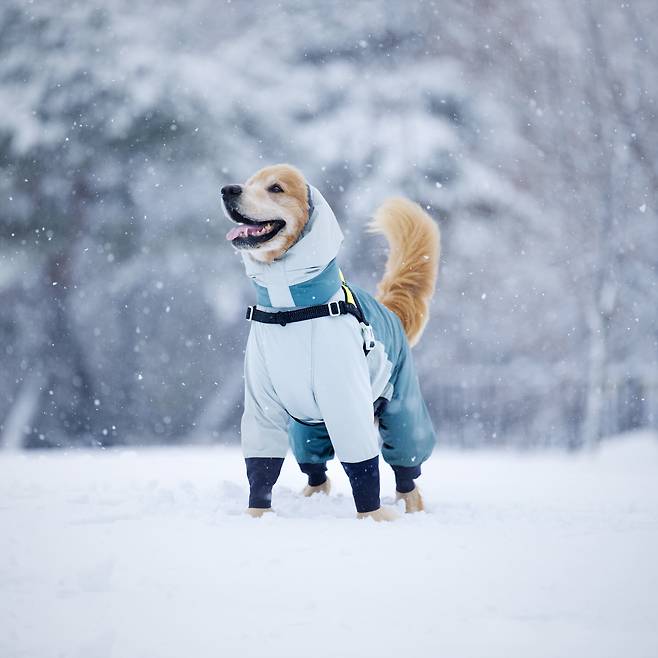 눈을 좋아했던 마누가 2025년 1월에 집 앞 공원에서 아침 산책을 나가 눈이 내리는 모습을 촬영했다. / 사진가 김원범