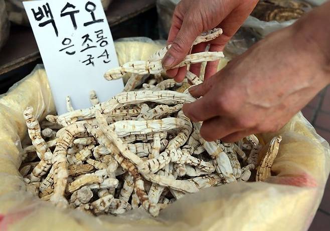 백수오(자료사진) ⓒ연합뉴스