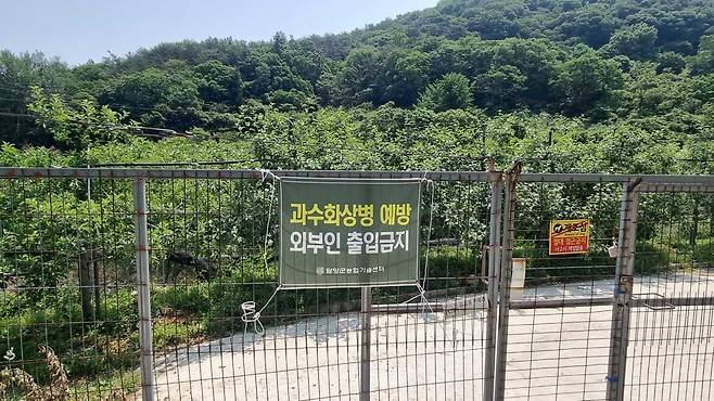 담양군은 사과·배 생육기가 본격화되는 5월 말 현재, 과수화상병 발생 위험이 커지고 있다며 지역 농가에 철저한 예찰과 즉각적인 신고를 당부했다.