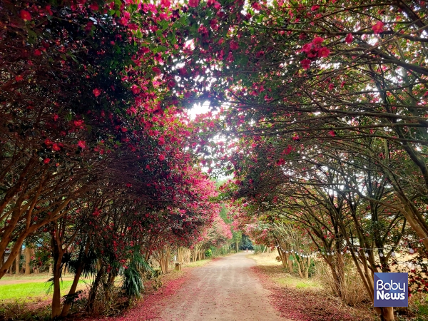 세상을 살다보면 꽃길만 있는 것은 아니다. 가시밭길이 나타났을때 어떻게 생각하고 대처하느냐가 더욱 중요하다. ⓒ김재원