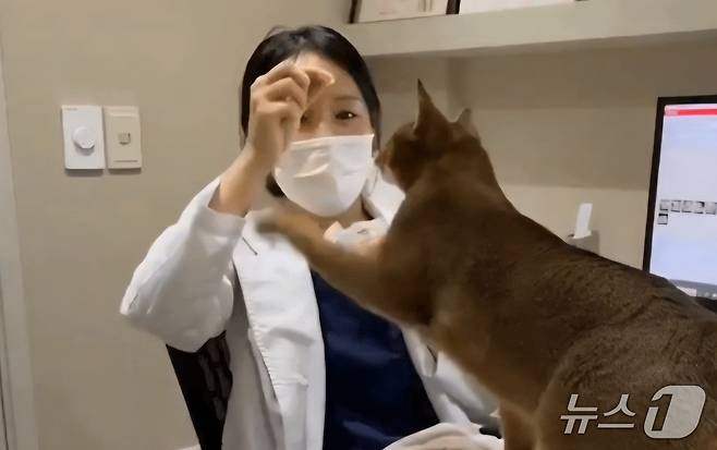 수의사에게 간식을 더 달라고 하는 고양이(으뜸동물의료센터 제공) ⓒ 뉴스1