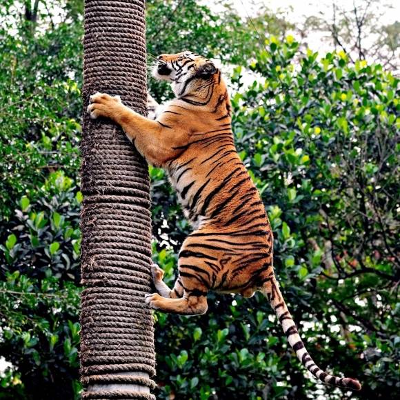 호랑이 자료사진. 사진은 기사 내용과 무관함. 픽사베이