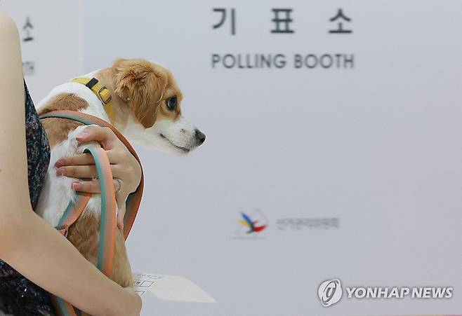 반려견과 함께 투표 (서울=연합뉴스) 신현우 기자 = 제21대 대통령 선거일인 3일 서울 강남구 매봉산실내배드민턴장에 마련된 도곡1동제5투표소에서 유권자가 기표소로 향하고 있다. 2025.6.3 nowwego@yna.co.kr