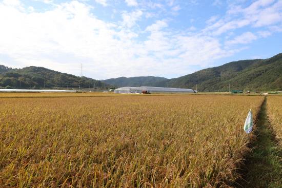 지난해 10월 10일 영현면 친환경 농업단지 모습.