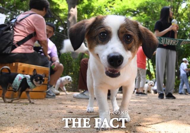 앞으로 반려동물 영업 모든 업장에 고정형 영상벙보초리기기(CCTV)를 설치해야 한다./더팩트DB