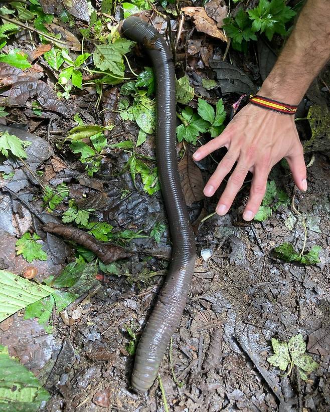 다 자라면 몸길이가 1.5m에 이르는 초대형 지렁이 마르티오드릴루스./American Museum of Natural History facebook
