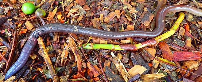 호주에 서식하는 거대 지렁이./Sunshine Coast Council