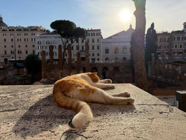 라르고 디 토레 아르헨티나 (Largo di Torre Argentina) 고양이 보호소의 고양이들 ⓒ 천명선