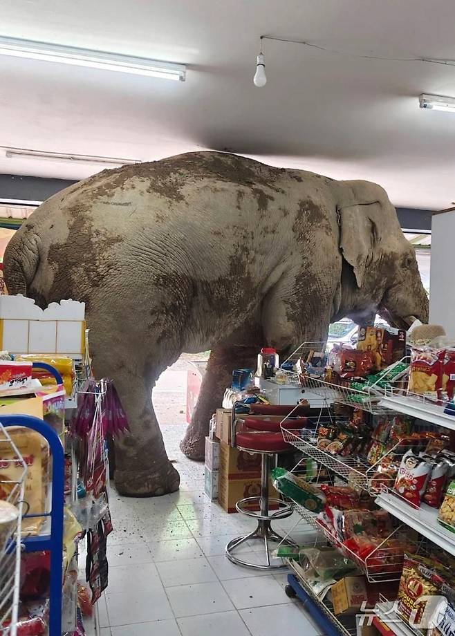 태국의 한 식료품점을 급습한 야생 코끼리. <출처=소셜미디어 엑스>