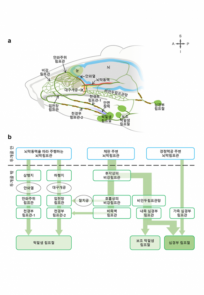 림프관을 통한 뇌척수액 배출 경로 모식도. IBS 제공