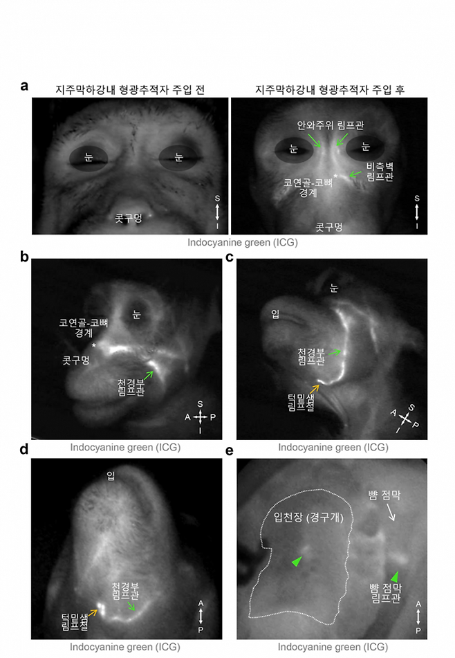 영장류에서 관찰된 뇌척수액 배출 림프관 분포. IBS 제공