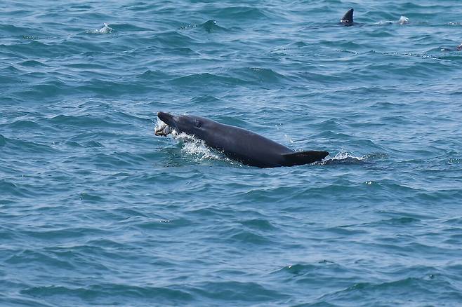 2023년 제주 앞바에서 사냥하는 턱이. 주둥이 밖으로 변형된 혀가 나와 있다. 오승목 다큐제주 감독 제공