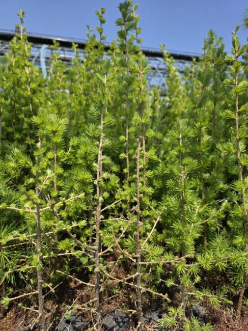 ▲ 강릉 사천면에 조성된 양묘장에 심어진 나무.