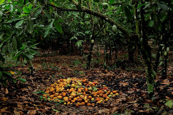 지난 2022년 8월 서아프리카 가나 아샨티 지역 쿠사 마을 근처의 코코아 농장에서 수확된 코코아 열매. /로이터