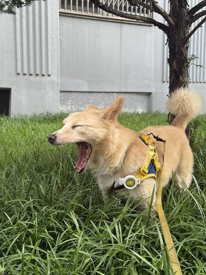 IMG_8249.jpeg 유기견 근황