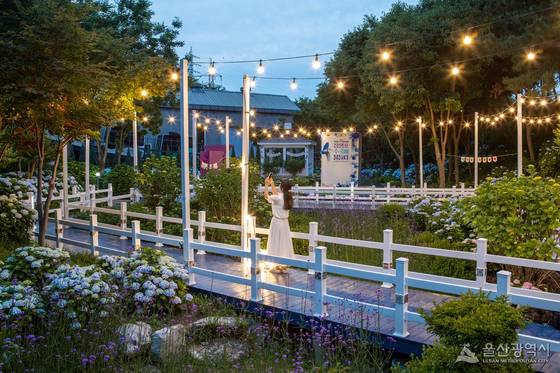 장미의 계절이 지나고 초여름의 문을 여는 6월, 울산 장생포에 꽃말이 '처녀의 꿈'인 수국이 만개하고 있다. 한때 고래잡이 항구였던 장생포는 이제 전국 최대 규모의 수국 마을이자 새로운 관광 명소로 주목받고 있다. 울산 남구는 7일부터 29일까지 장생포 고래문화마을 일원에서 '장생포 수국 페스티벌'을 개최한다. 사진은 지난해 수국이 만개한 모습. 사진 울산시