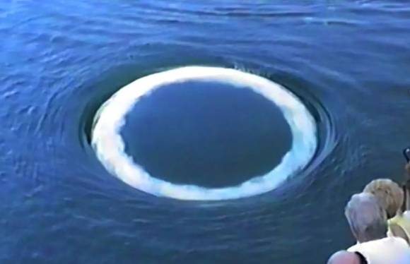 혹등고래가 만든 거품 고리. Dan Knaub, The Video Company